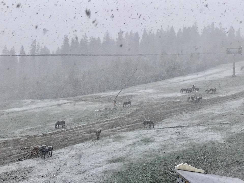 Карпаты замело первым снегом: в сети показали впечатляющие фото и видео
