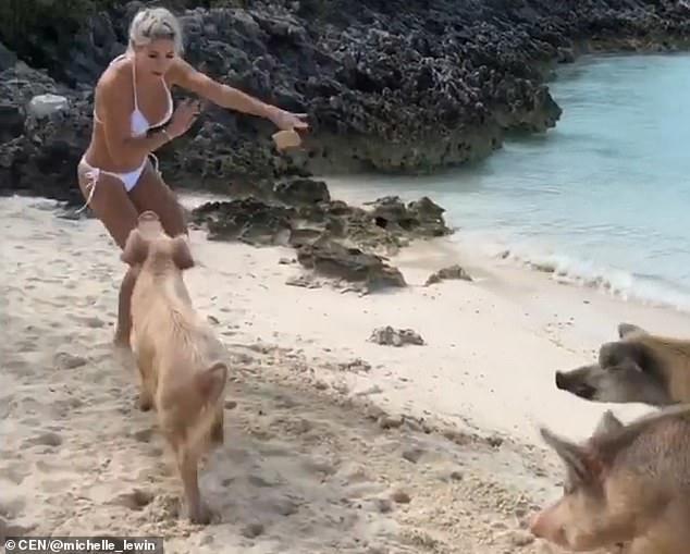 Красотку Мишель Левин укусила за попу свинья: видео происшествия и фото последствий