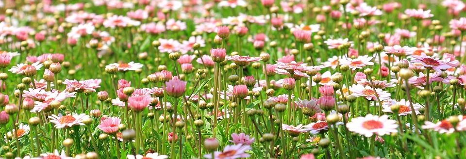 Фото з 8 Березня: найкрасивіші квіти