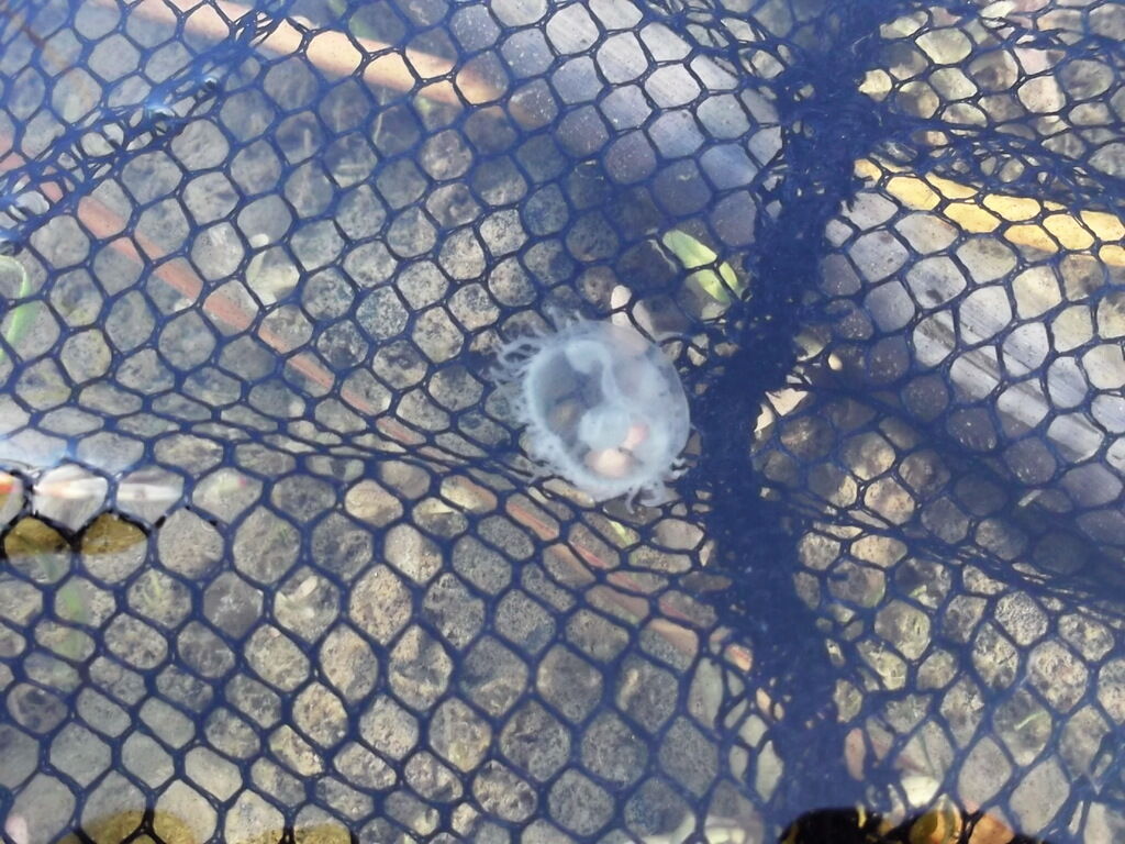 Звідки в Дніпрі з'явилися медузи і чи варто їх боятися, фото
