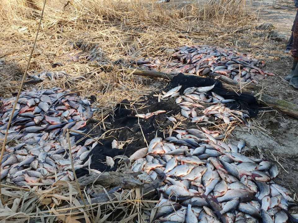 Екологи та правоохоронці затримали браконьєрів з тонною риби