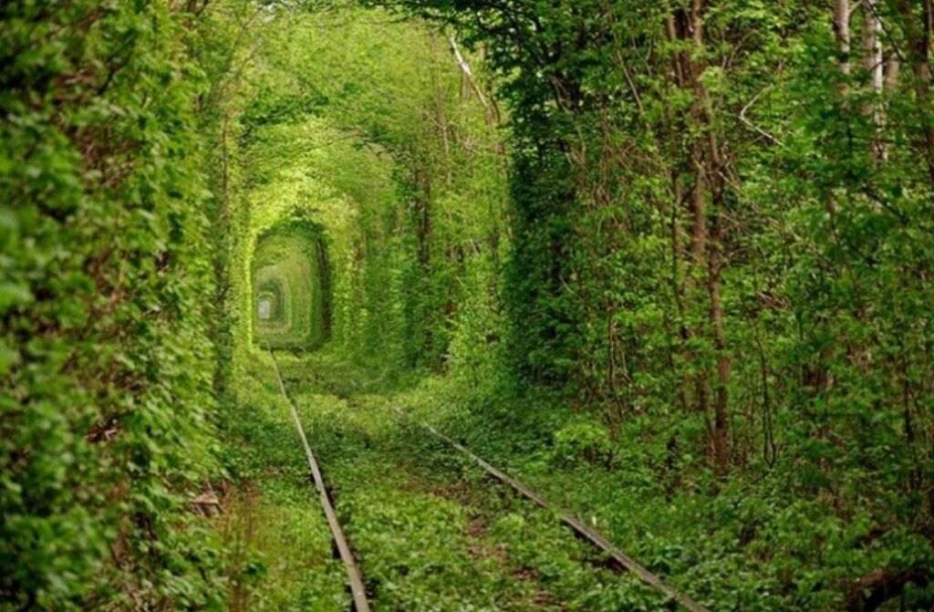 Daily Mail: ''Туннель любви'' в Украине – одно из самых романтических мест в мире