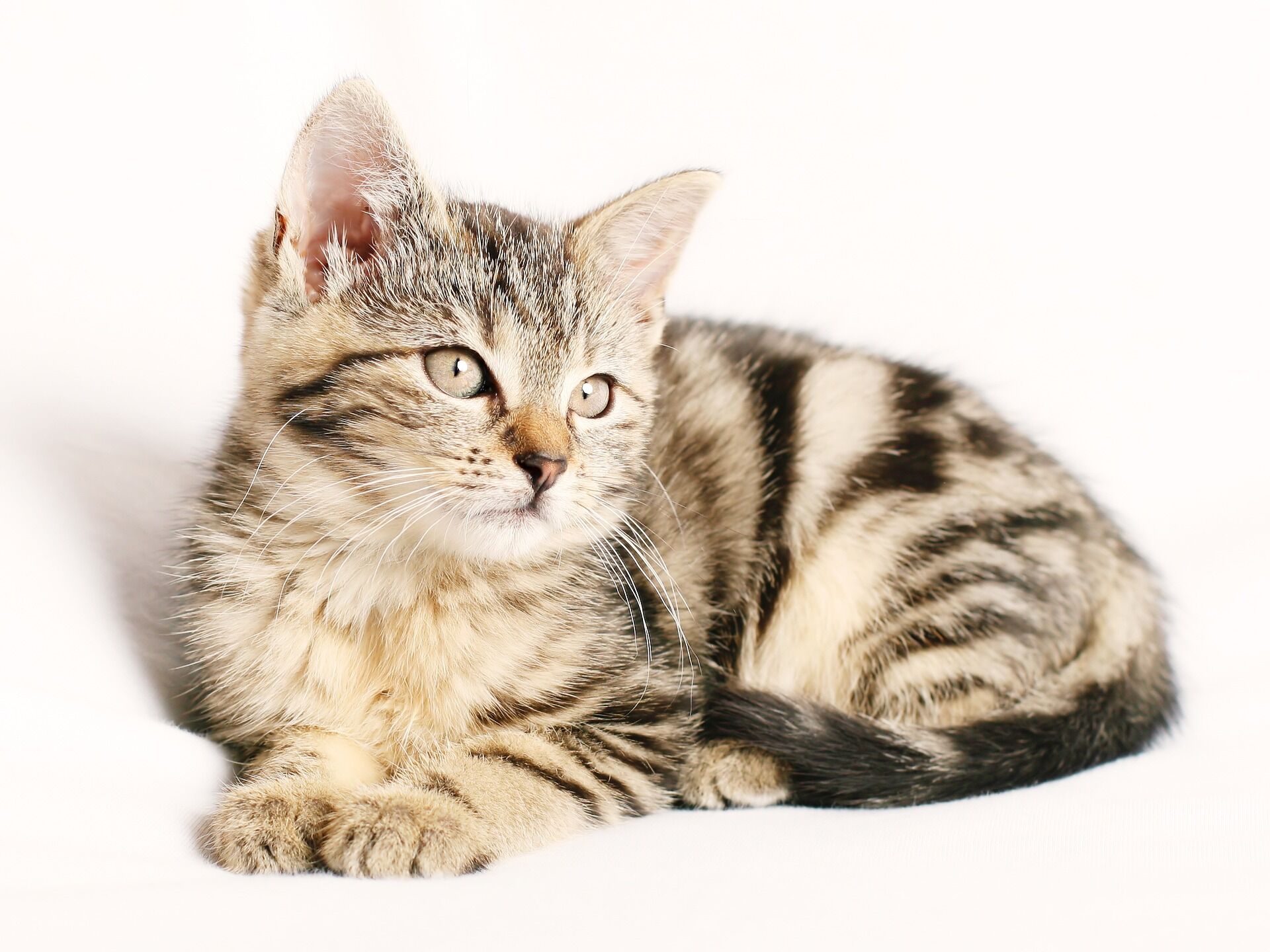 День кішки 22 лютого: хто і де його відзначає, картинки для привітань
