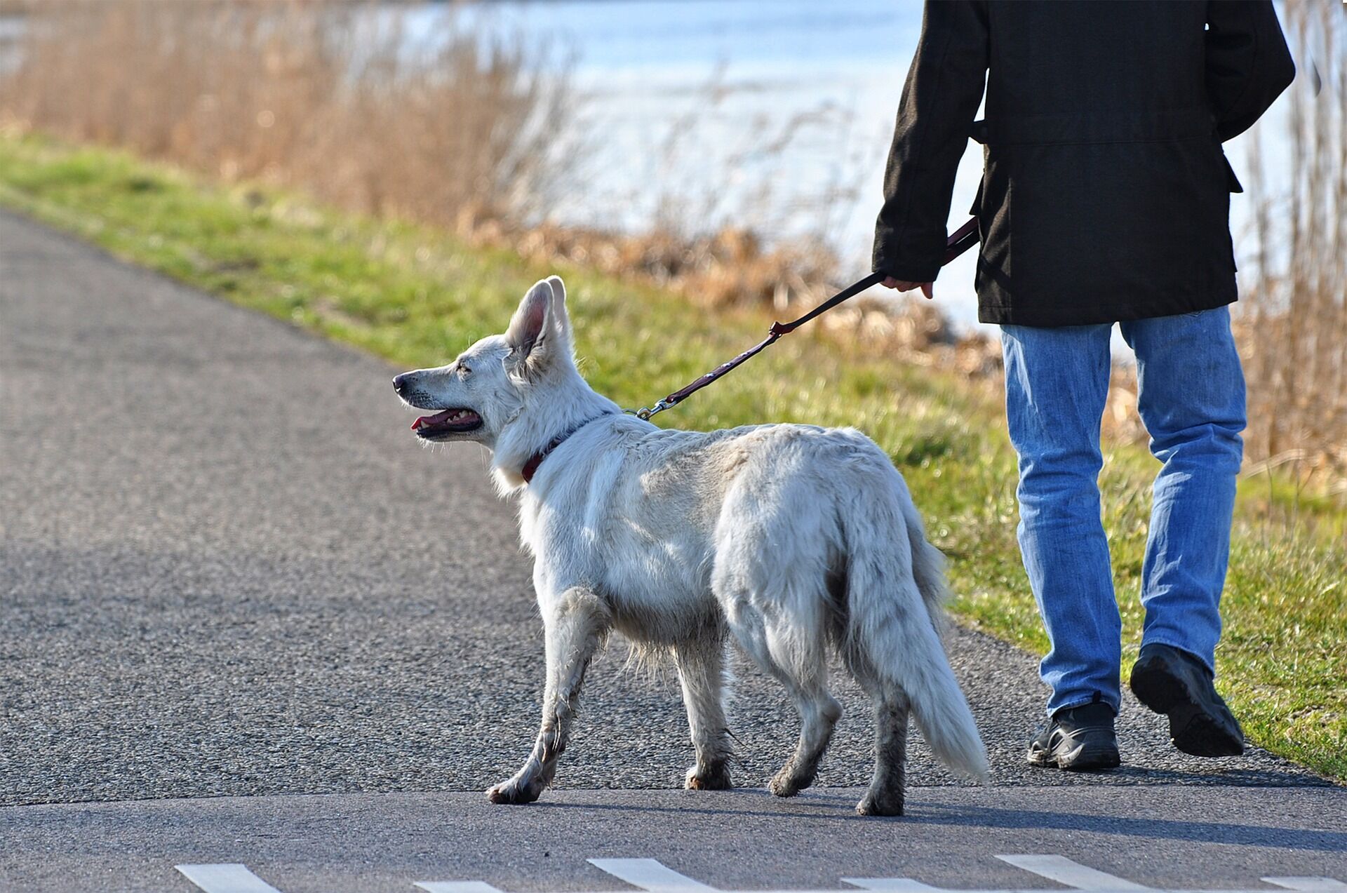 День прогулки с собакой 22 февраля: лучшие картинки и поздравления в прозе