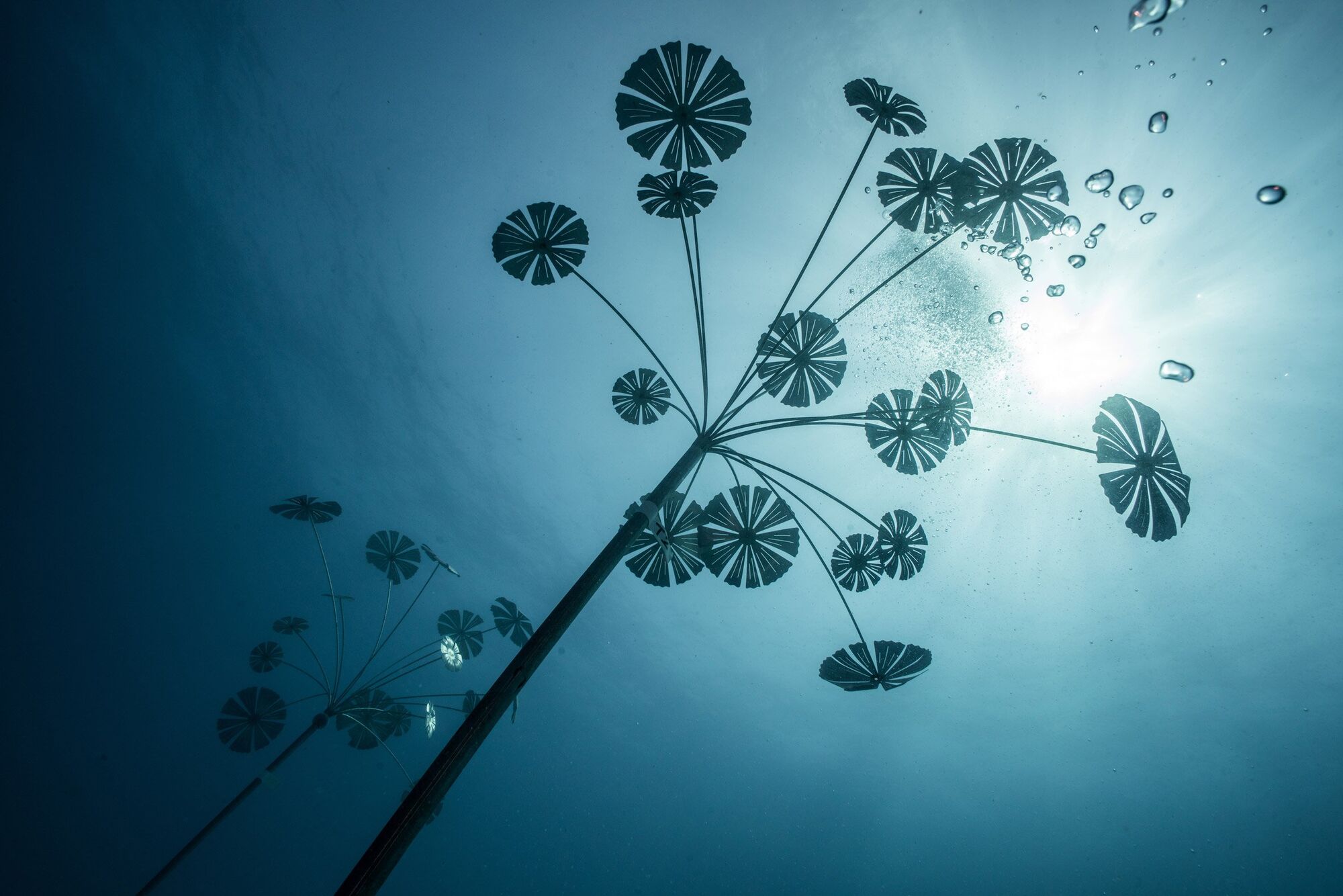 Природі можна не тільки заважати: в океан занурили мистецьку структуру для ''допомоги'' коралам