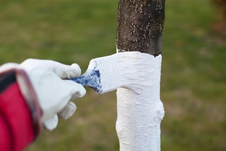 Как защитить плодовые деревья от грызунов на зиму: способы, доступные каждому