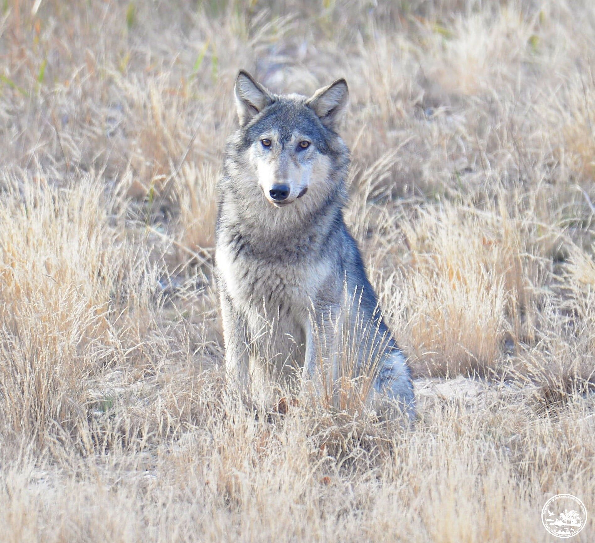 Чернобыльский заповедник – Волк Canis lupus