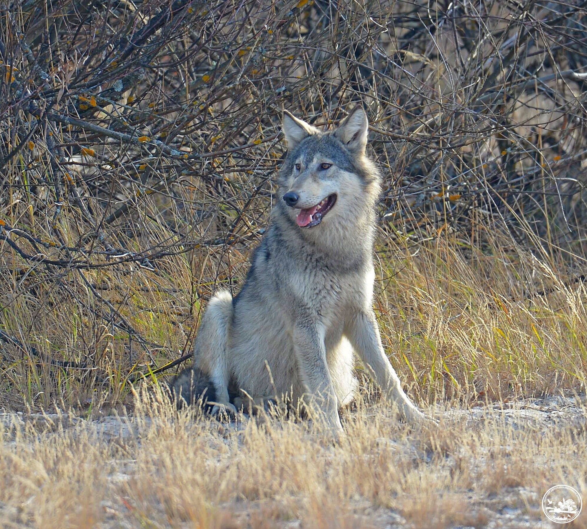 Чорнобильський заповідник – Вовк Canis lupus