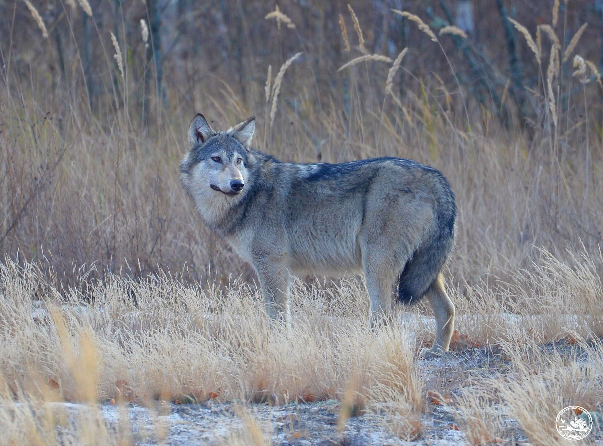 Чернобыльский заповедник – Волк Canis lupus