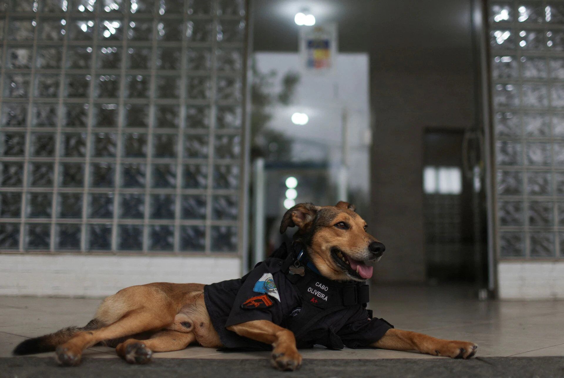 В Бразилии полицейская собака капрал Оливейра стала местной звездой