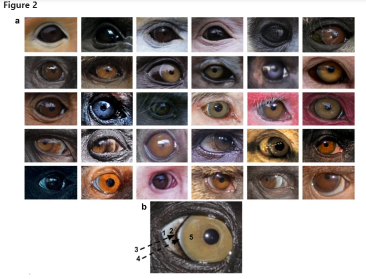Цвет глаз разных видов приматов