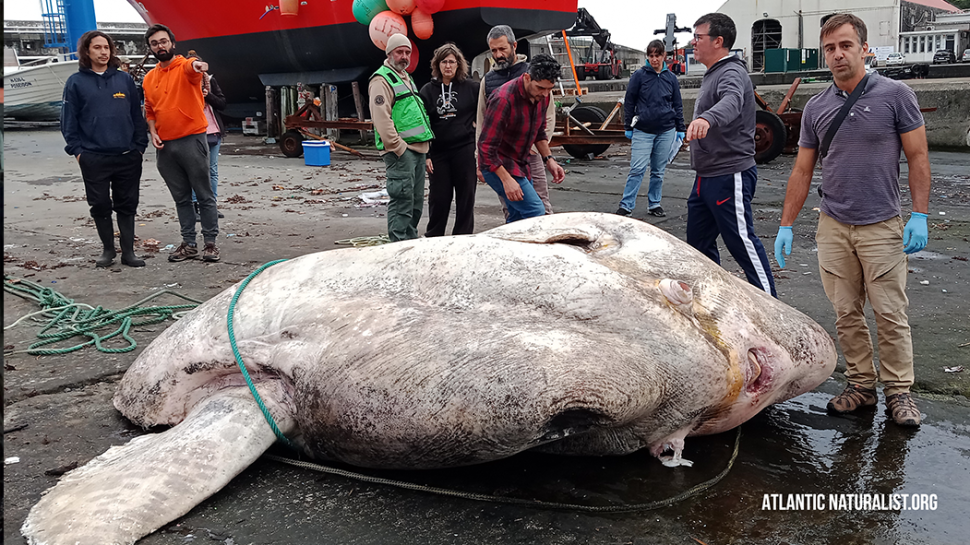 Новый рекорд: из воды вытащили редкую рыбу весом 3 тонны (фото)