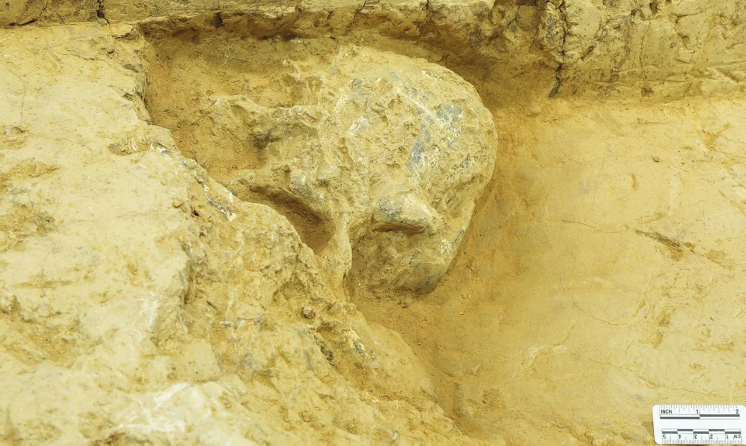 У Китаї знайшли череп людини Homo erectus віком мільйон років
