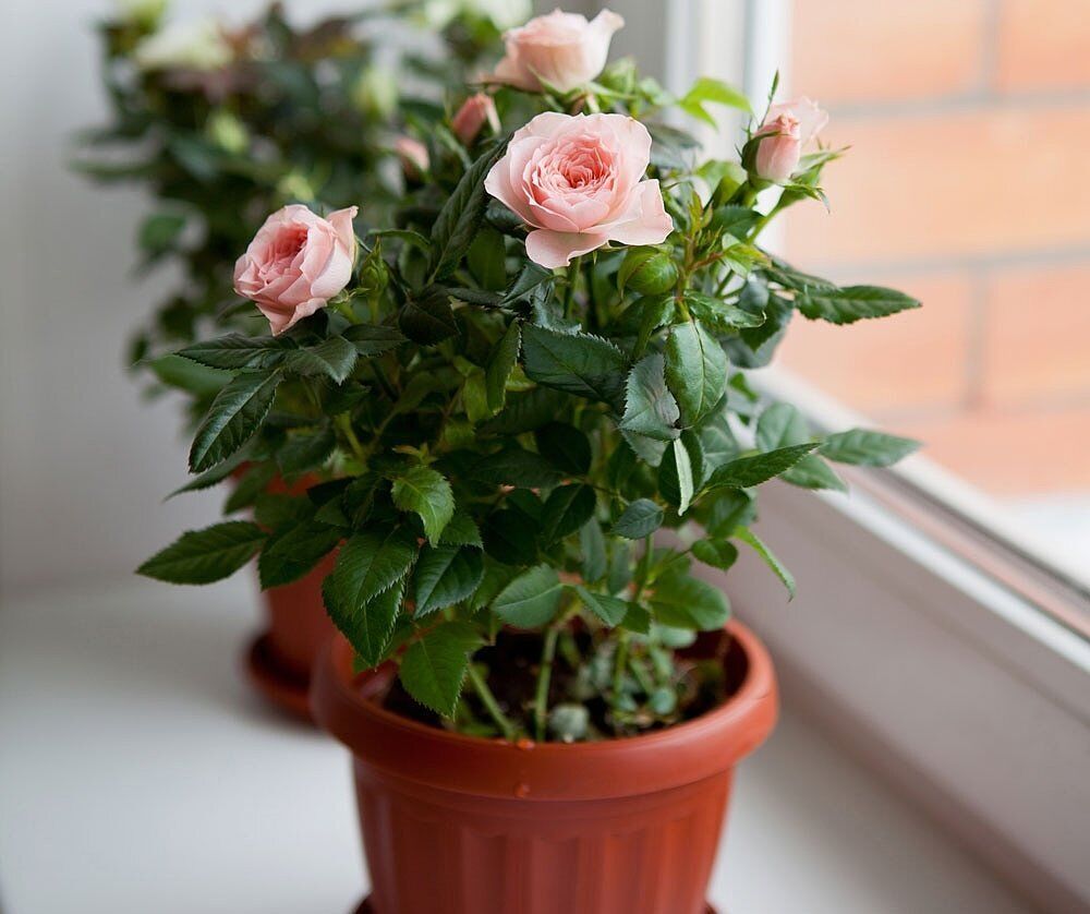 Три растения, которые красивы только в магазине: какие цветы не приживутся в квартире