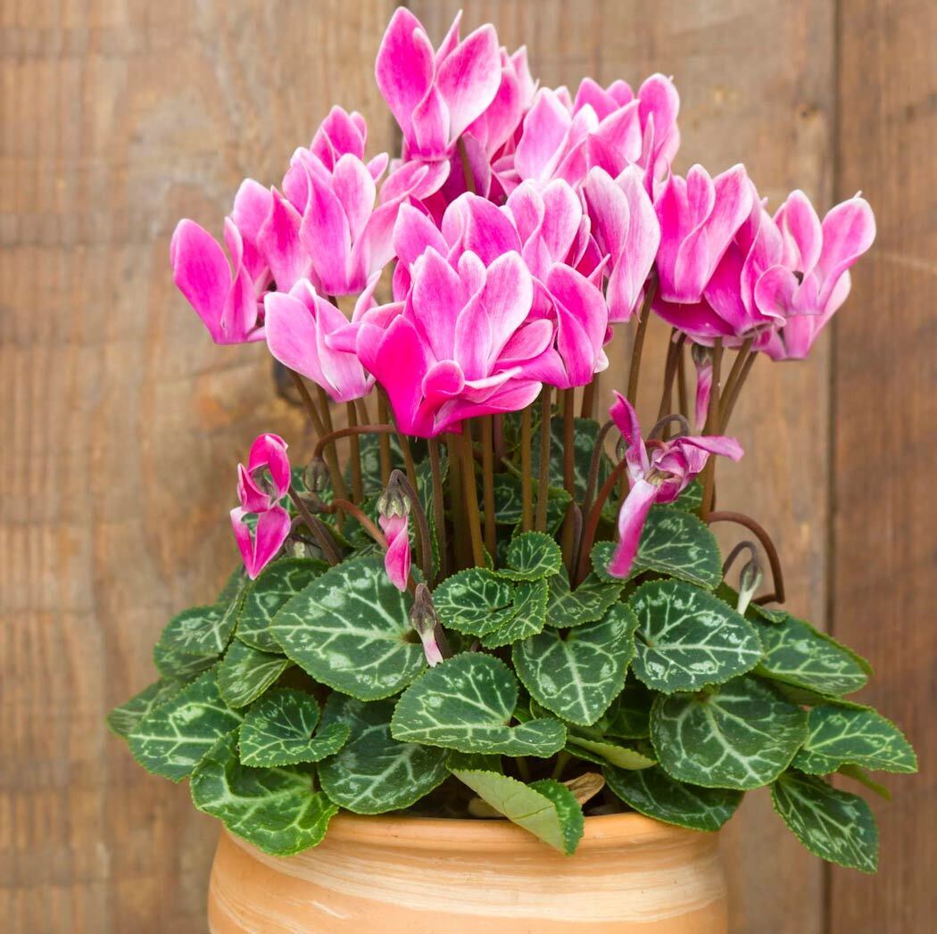 Три растения, которые красивы только в магазине: какие цветы не приживутся в квартире