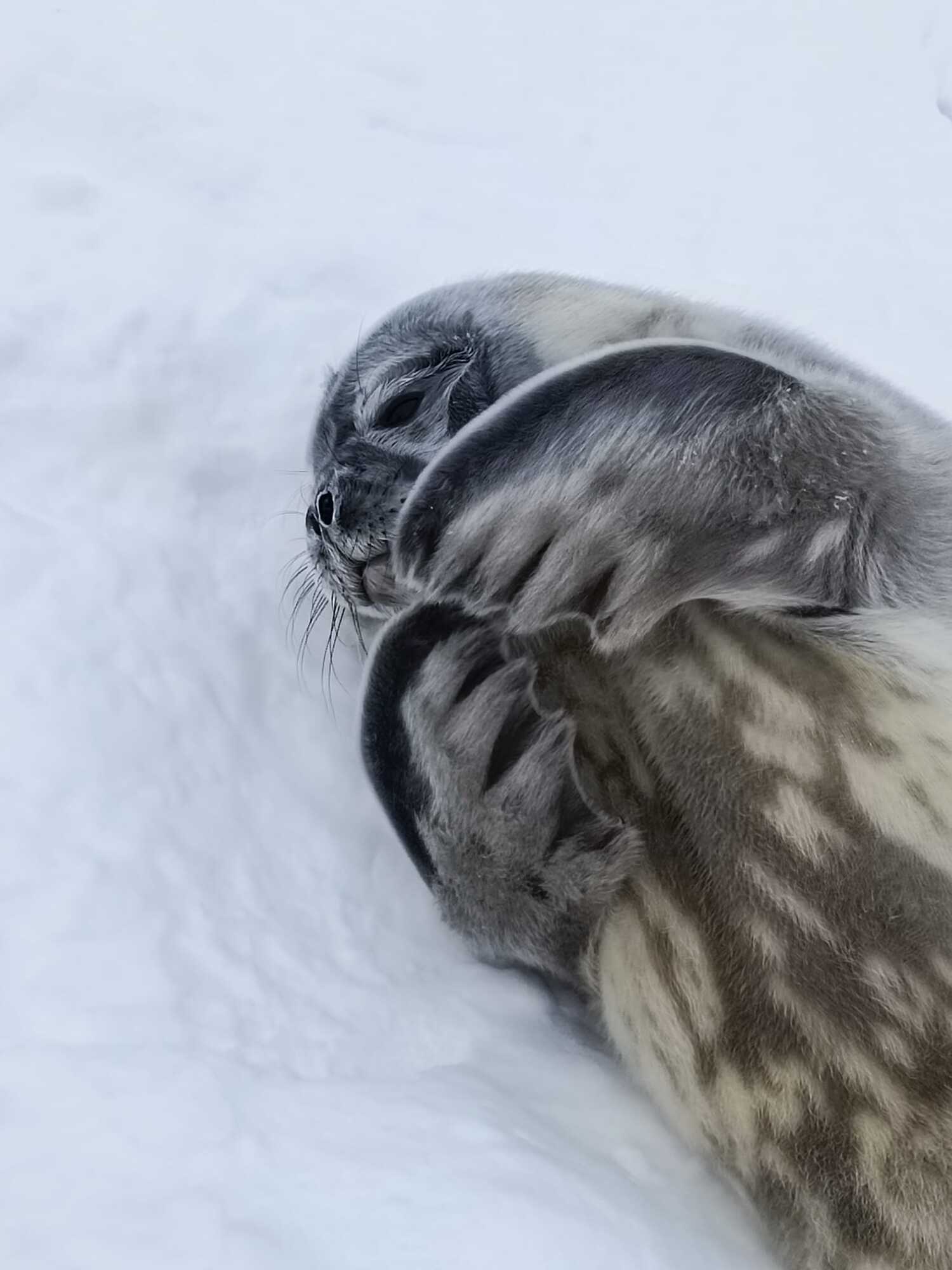 Українські полярники показали тюленят Мирка та Мрію