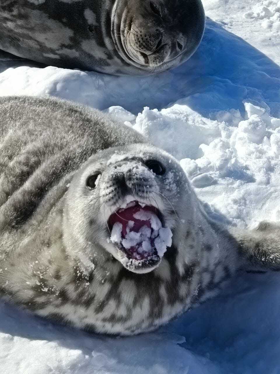 Українські полярники показали тюленят Мирка та Мрію