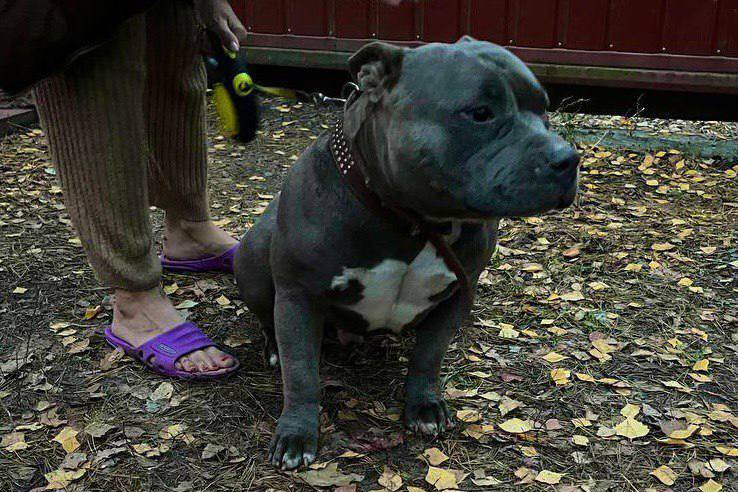 Полицейские спасли пса, который упал в трехметровый колодец в Буче