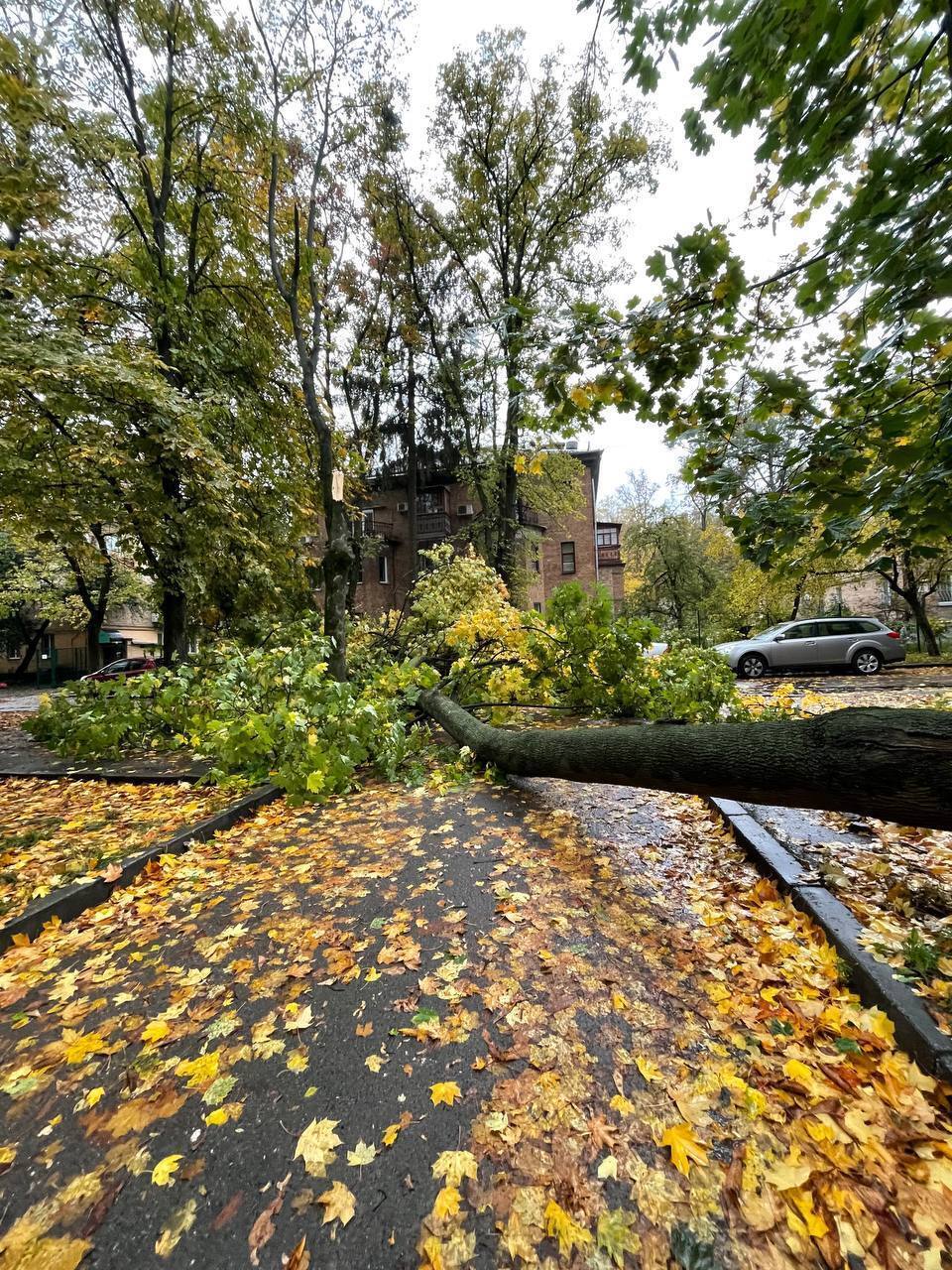 Из-за непогоды в Киеве упало дерево, повредив автомобиль и провода электросети