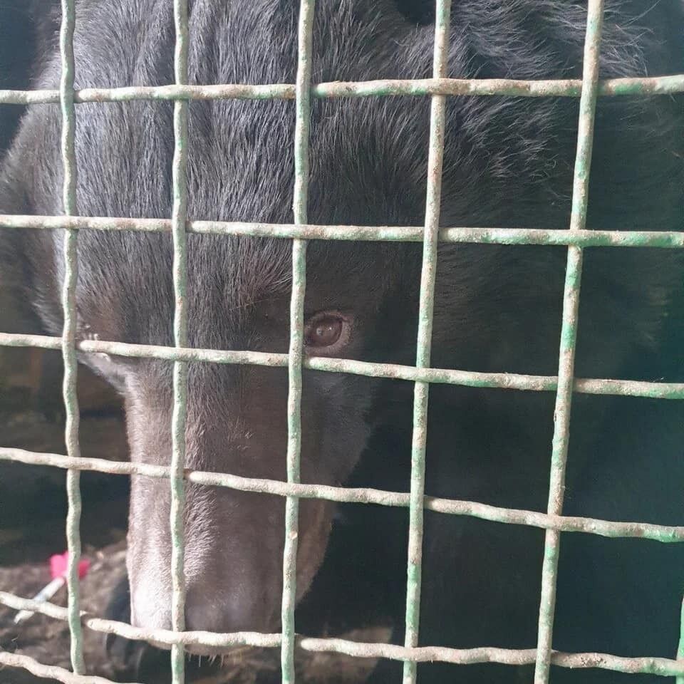 У Лимана спасли медведя с контузией