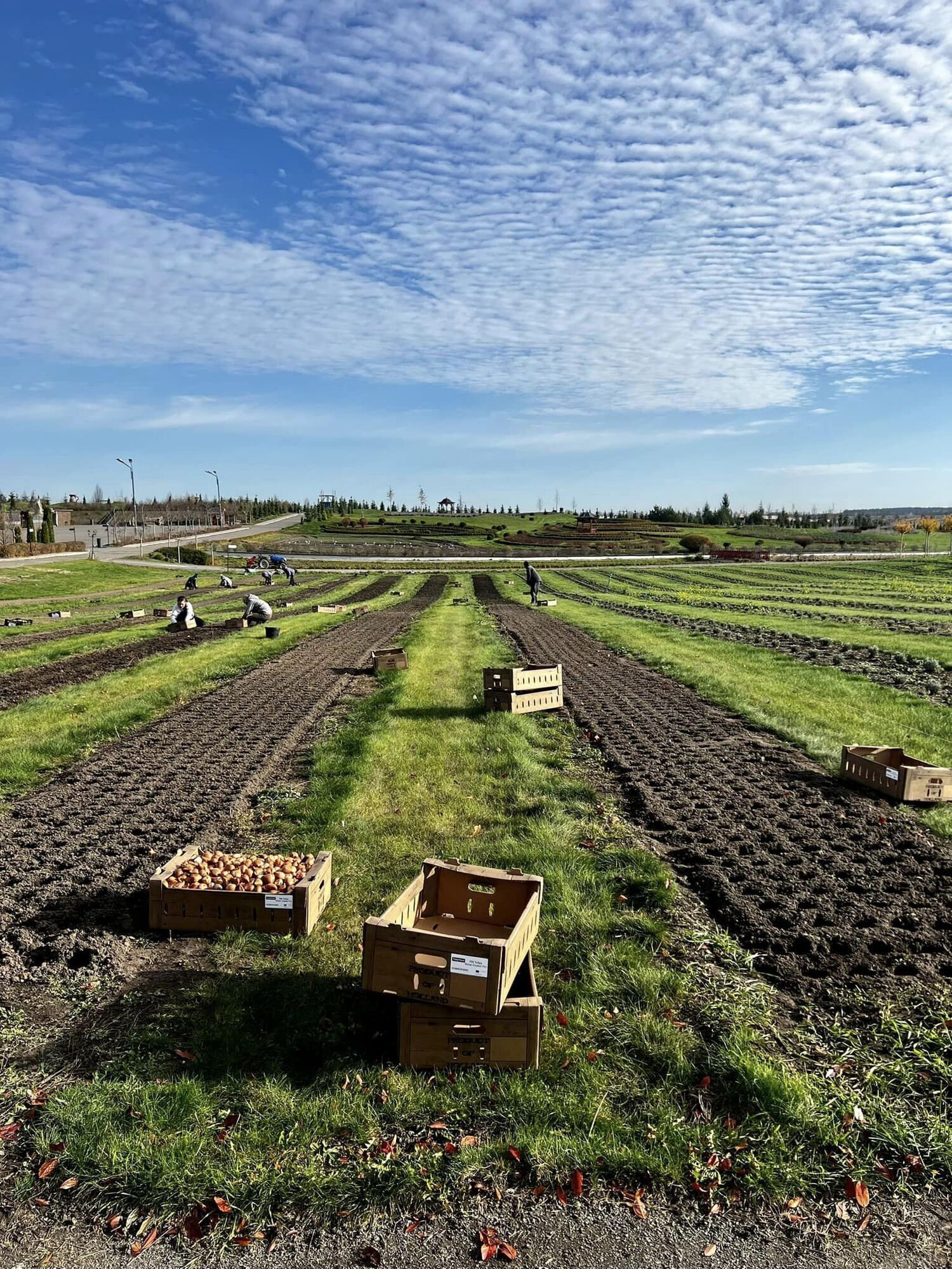 Добропарк Киевская область - 250 тюльпанов высадили садоводы