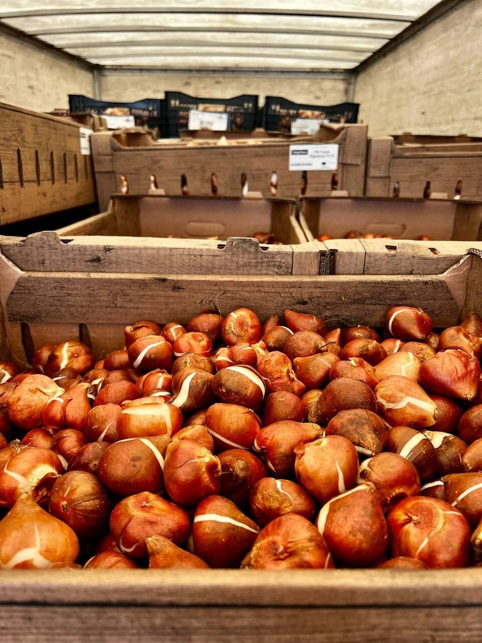 Голландия послала Украине 250 тысяч луковиц тюльпанов
