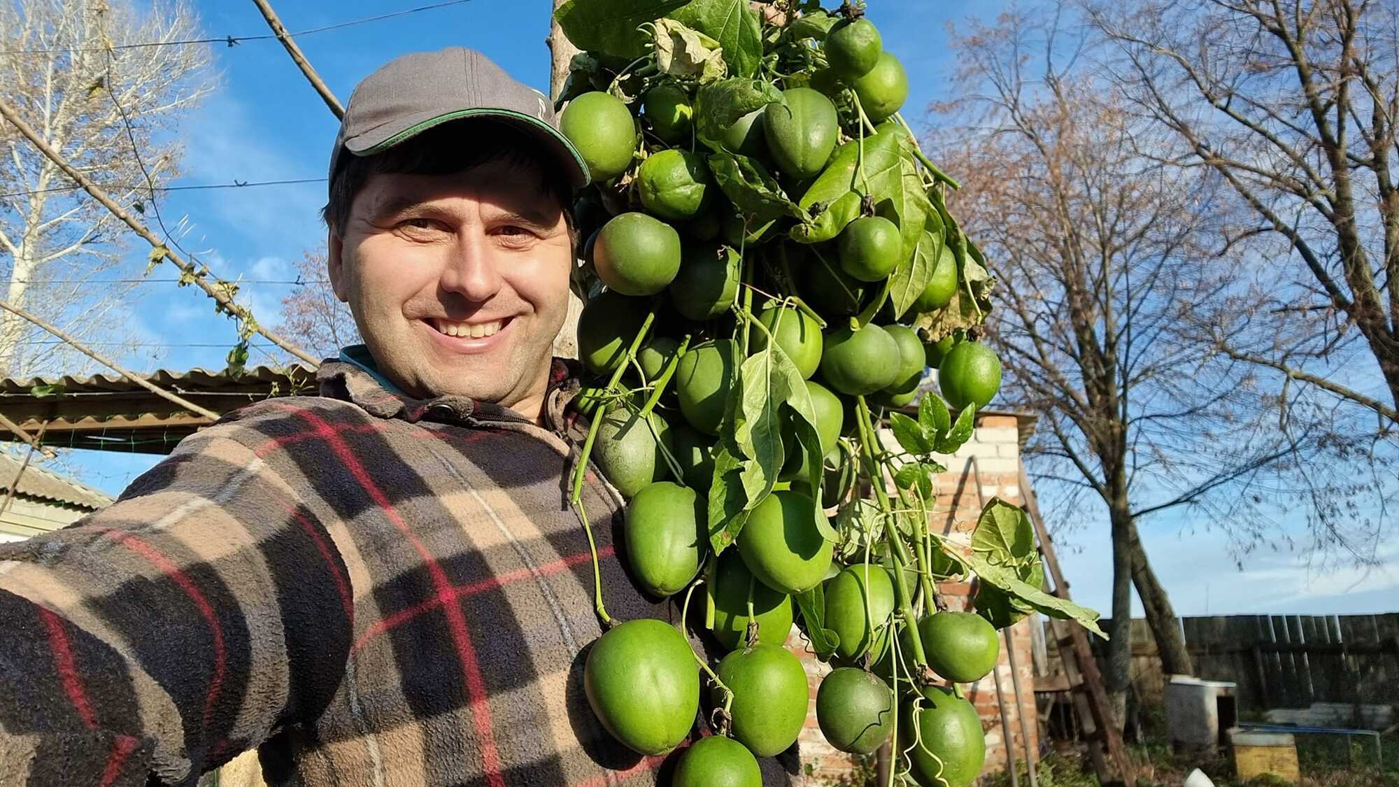 Сергей Авраменко и его урожай маракуи