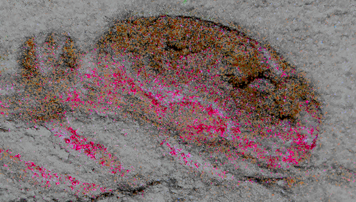 Окаменелость головы Cardiodictyon catenulumm, пурпурным цветом отмечены структуры мозга