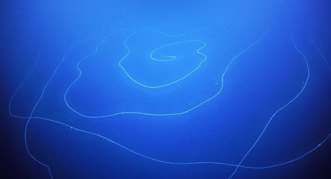 45-метровый глубоководный сифонофор