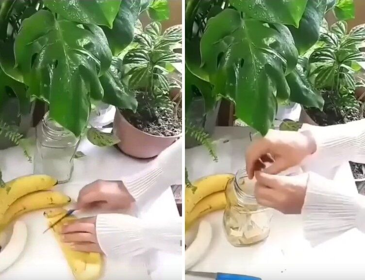 Банановая вода - как приготовить самостоятельно удобрение для вазонов