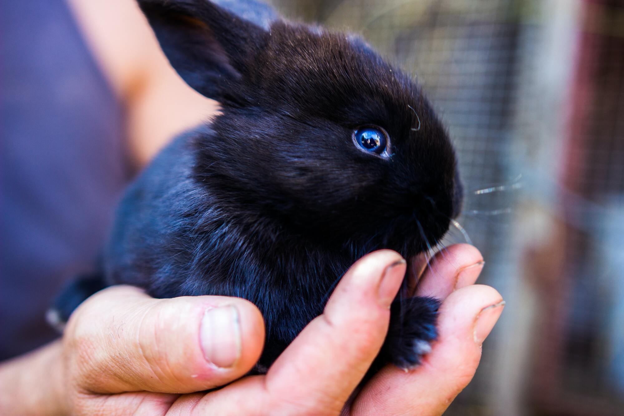 Чорний Водяний Кролик – символ 2023 року