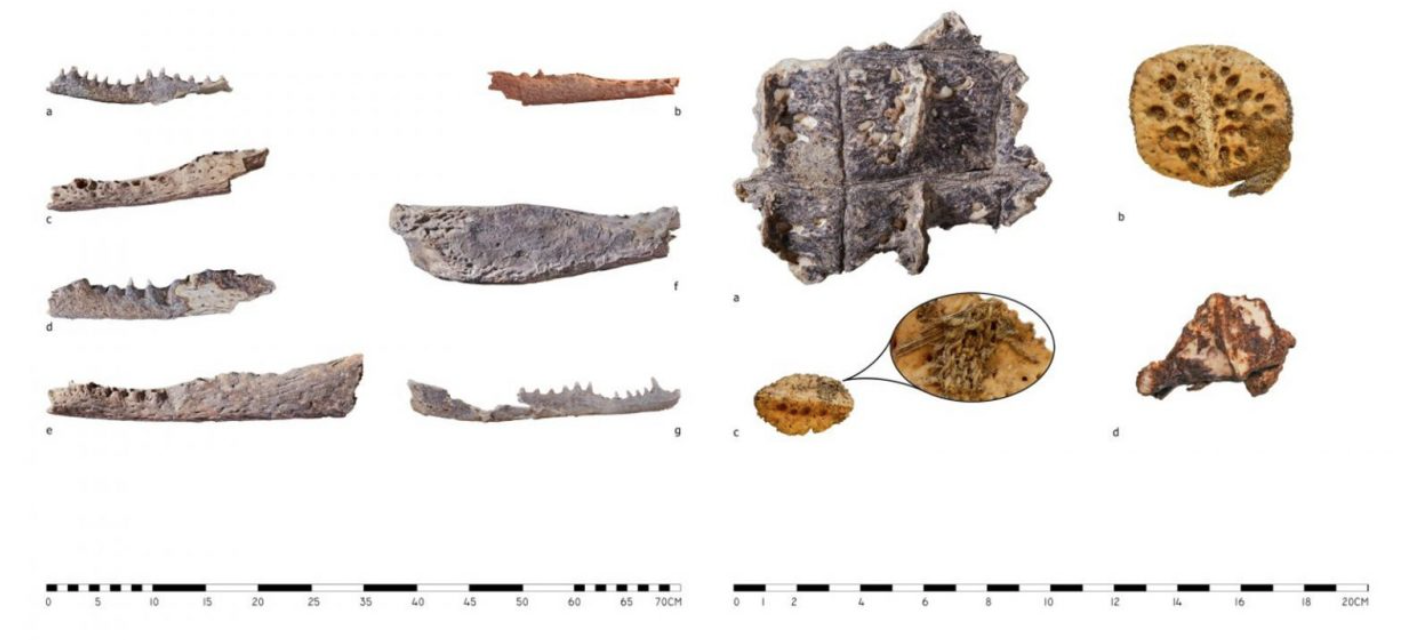 Части голов крокодилов, найденных в древнеегипетских гробницах