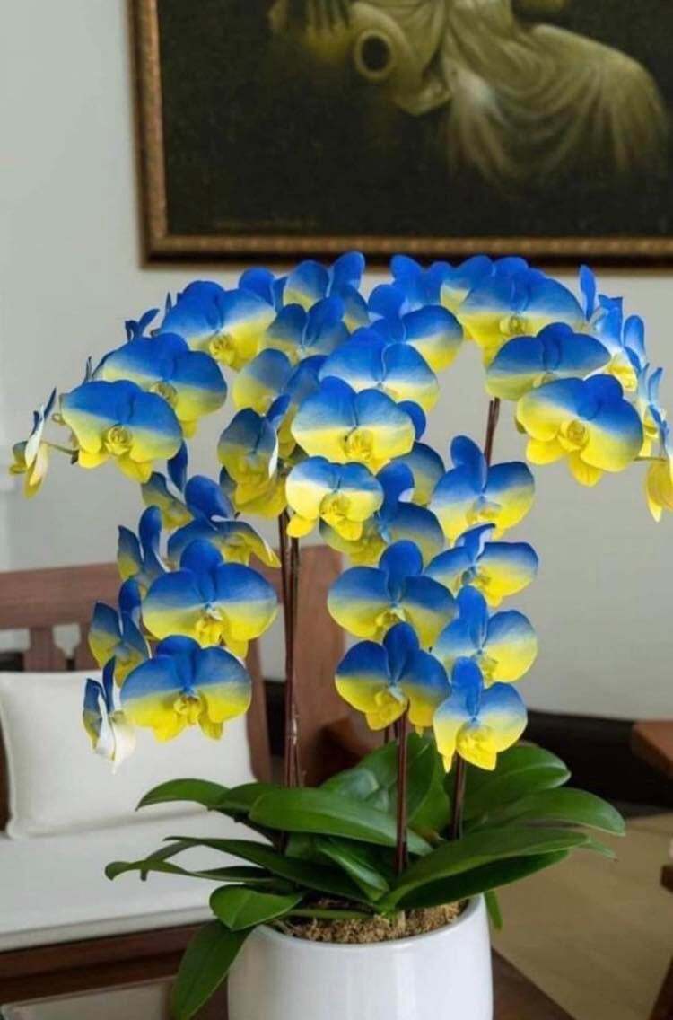 Тайвань підтримав Україну особливою орхідеєю