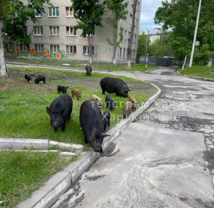 На вулиці Харкова вийшли дикі тварини (відео)