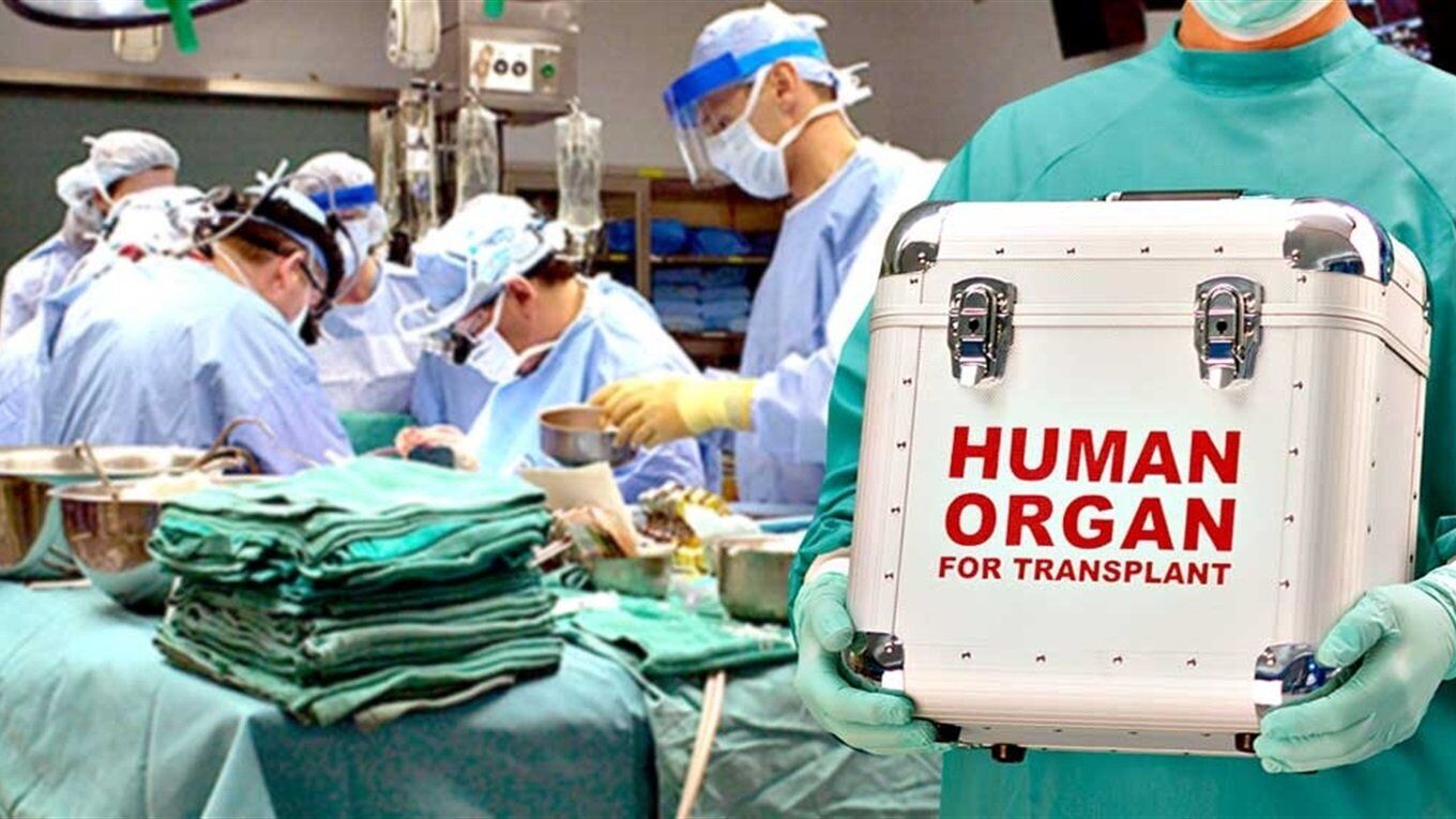 Передбачення щодо трансплантації органів