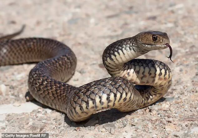 Змея (фото иллюстративное)