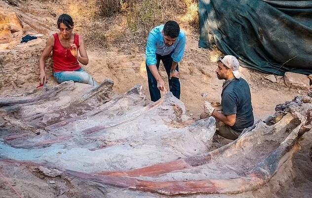 Палеонтологи нашли останки динозавра зауропода