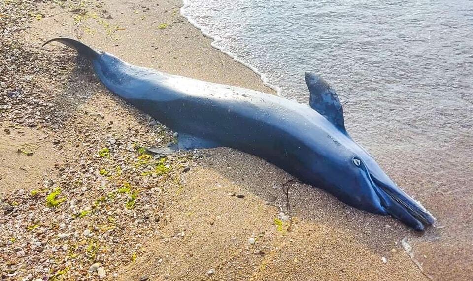В нацпарке ''Тузловские лиманы'' снова погибли дельфины