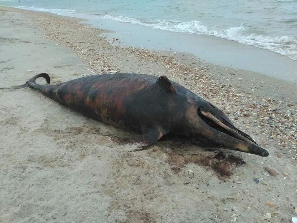 В нацпарке ''Тузловские лиманы'' снова погибли дельфины