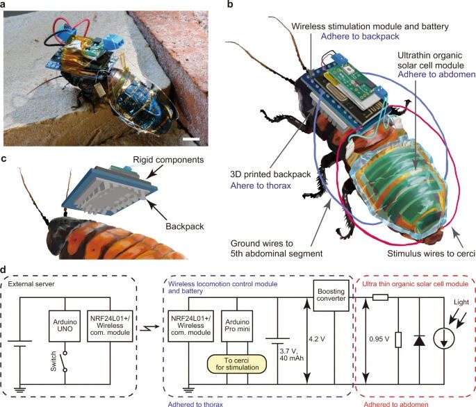 Ученые представили дистанционно управляемых тараканов-киборгов