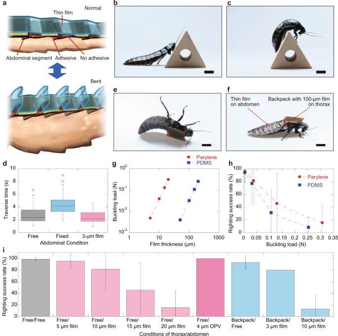 Ученые представили дистанционно управляемых тараканов-киборгов