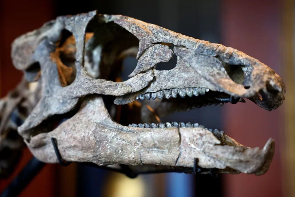 На аукционе в Париже выставили скелет динозавра, который можно приобрести за 500 тысяч долларов