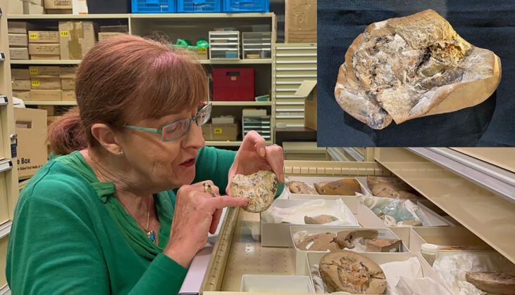 Профессор Кейт Тринайстик осматривает древние окаменелости в Музее Западной Австралии