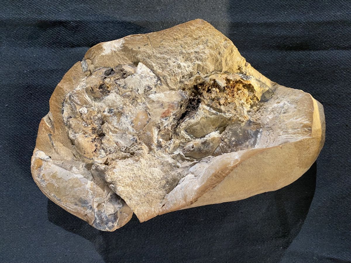 Скам’янілість, у якій було знайдено майже ідеальне тривимірне серце панцирної риби
