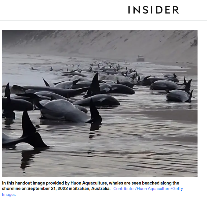 Понад 200 китів-пілотів викинулися на берег Тасманії та загинули 
