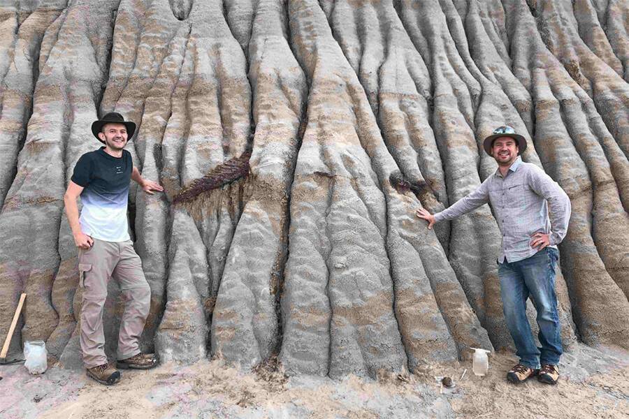 Обнаруженная окаменелость гадрозавра - большого растительноядного утконосого вида