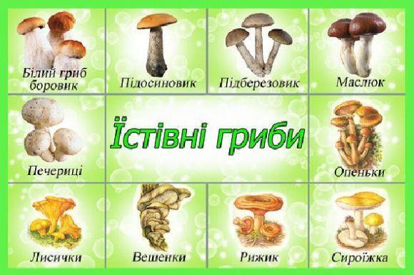 Сезон грибов: какие правила нужно знать, чтобы не отравиться