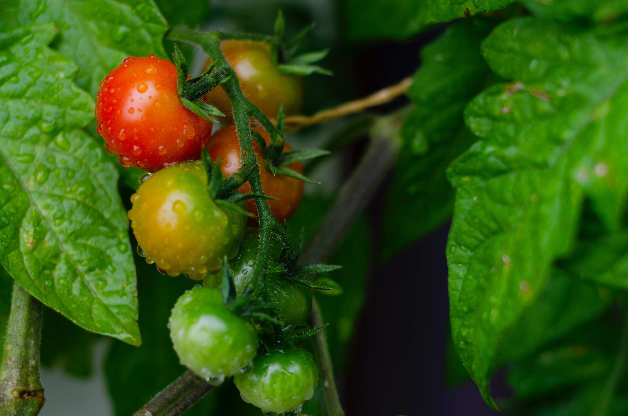 Як захистити томати від хвороб та шкідників - як обробляти помідори за допомогою соди