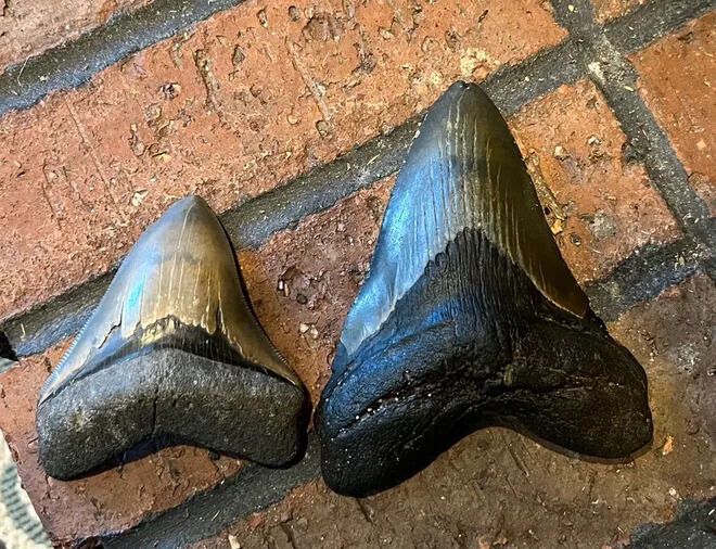 Дев'ятирічна дівчинка знайшла зуб вимерлої акули