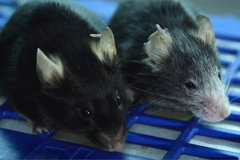 Дві миші одного віку, але миша справа пройшла епігенетичний експеримент, який прискорює її старіння. На щастя, згідно з новою роботою, цей процес також можна повернути назад
